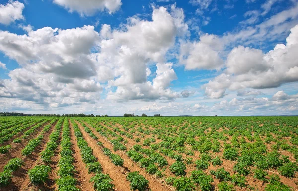 Campo di potato e cielo azzurro nuvoloso. Composizione della Natura — Foto Stock