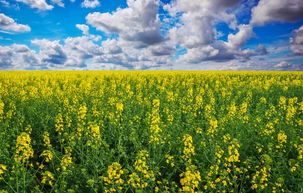 Gelber Feldraps blüht bei blauem Himmel — Stockfoto