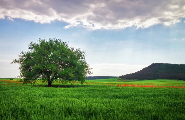 Paesaggio primaverile, composizione della natura. Albero solitario — Foto Stock