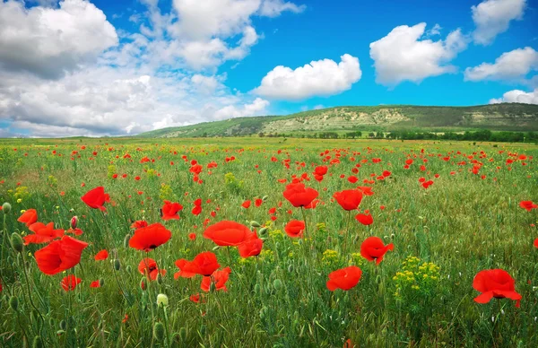 Amazing field of red poppy blooming — Stock Photo, Image