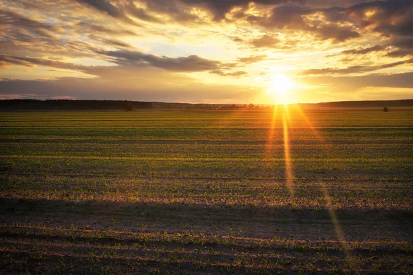 Champ vert agricole pendant le coucher du soleil . — Photo