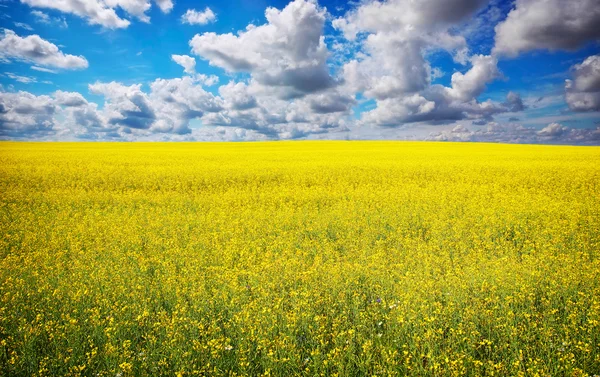Yellow field rapeseed in bloom with blue sky — Stock Photo, Image