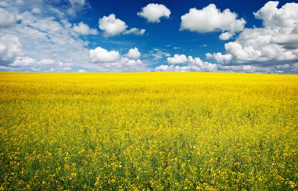 Field of rapeseed with beautiful cloud — Stock Photo, Image