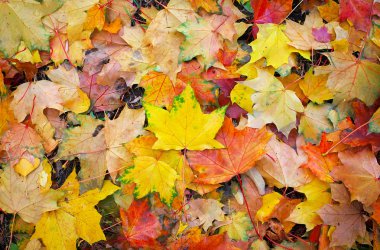 Renkli sonbahar yaprakları kökenli. Düşen yapraklar arka plan