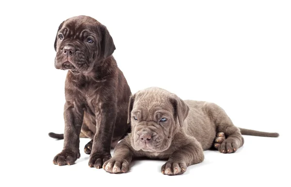 Два красивых молодых щенка, мастиф трость корсо (1 месяц) ) — стоковое фото
