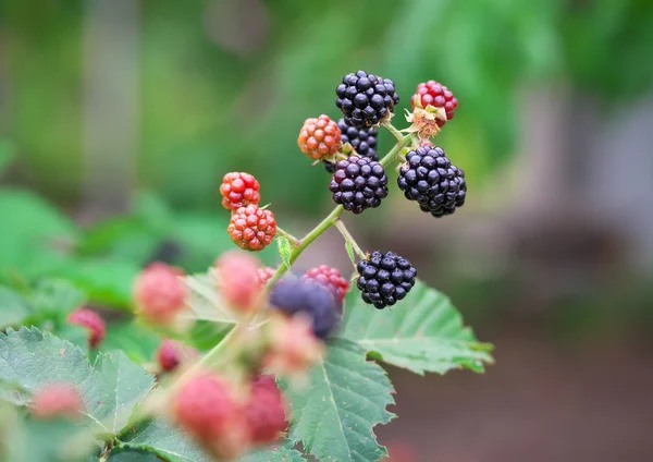 Tasty berry of blackberries growing in the garden. Close-up