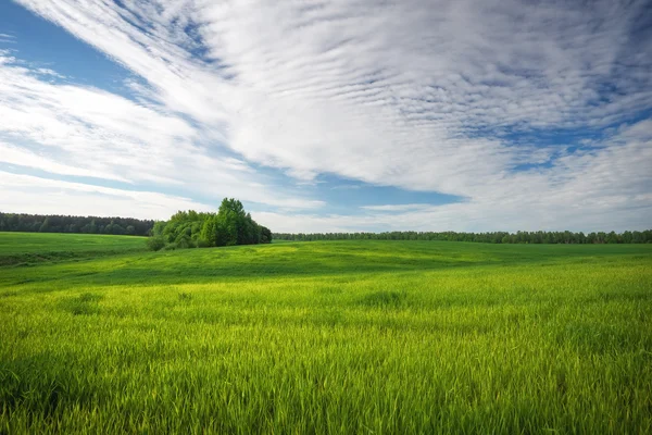 Piękne zielone pole i błękitne niebo. — Zdjęcie stockowe