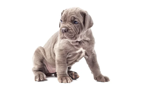 Beautiful young puppy italian mastiff cane corso (1 month) — Stock Photo, Image