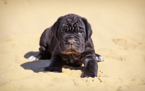 砂の上に座っている美しい若い子犬イタリア マスティフ カネコルソ — ストック写真