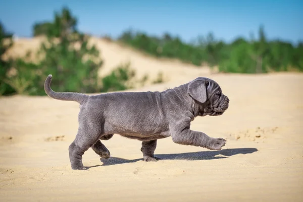 美しい若い子犬イタリア マスティフ カネコルソ (1 ヶ月) — ストック写真