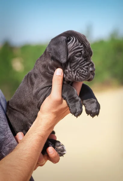 美しい若い子犬イタリア マスティフ カネコルソ (1 ヶ月) — ストック写真