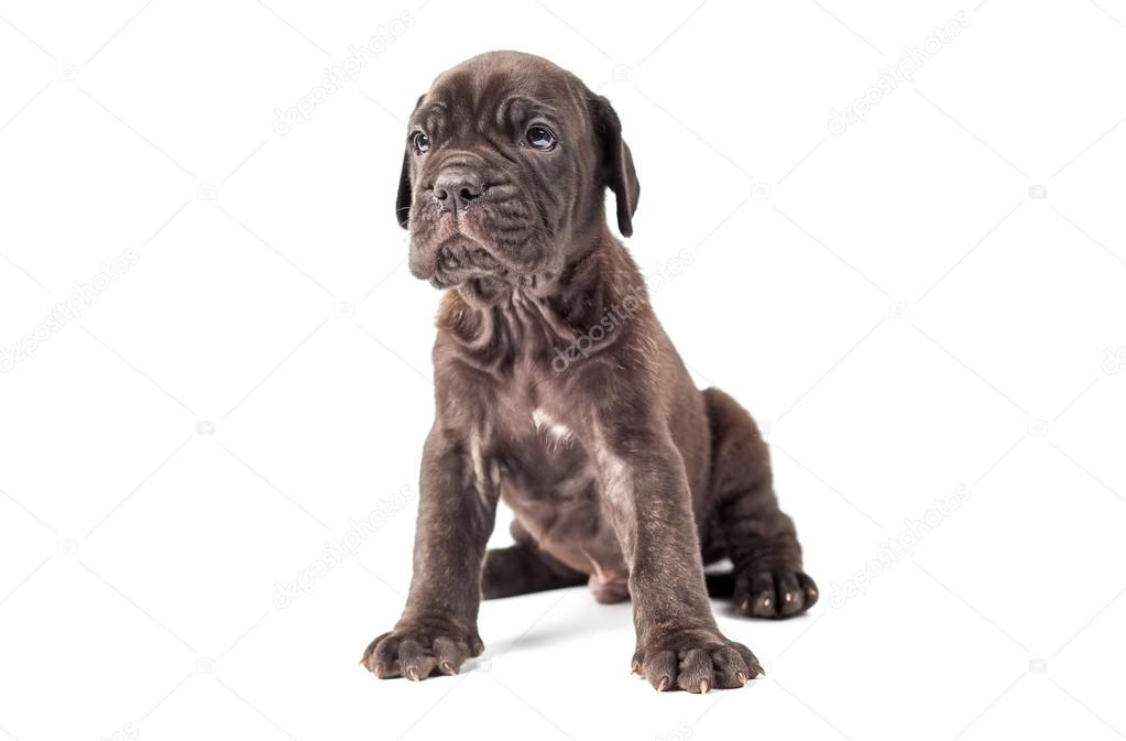 Beautiful young puppy italian mastiff cane corso (1 month) 