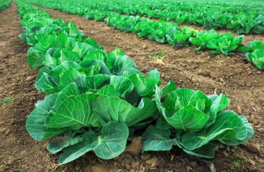 Yeni büyüyen lahana tarlasının manzara manzarası.