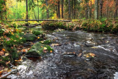 Sonbahar manzarası, ağaçlarda renkli yapraklar, nehirde sabah. Sonbaharda doğa.