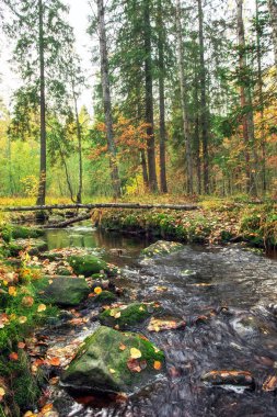 Sonbahar manzarası, ağaçlarda renkli yapraklar, nehirde sabah. Sonbaharda doğa.