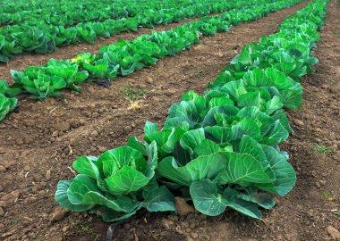 Yeni büyüyen lahana tarlasının manzara manzarası.