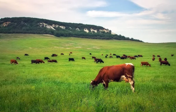 Vacas Prado Verde Composición Naturaleza —  Fotos de Stock