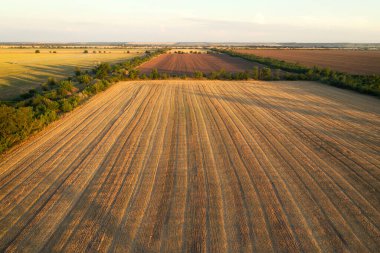 Güneşli yaz mevsiminde ekin tarlalarının gerçek görüntüsü