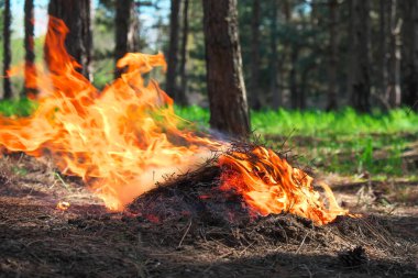 Biri tarafından yapılmış bir ormanda yangın. İlkbaharda piknik zamanı için alevler