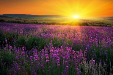 Güneş ve turuncu gökyüzü batan lavanta tarlalarının güzel yaz manzarası