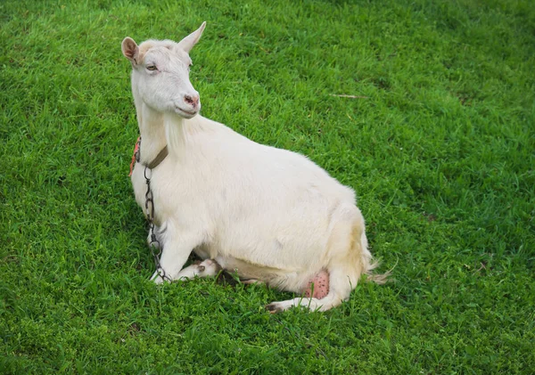 Weiße Ziege Auf Grünem Gras Dorf Frühling — Stockfoto