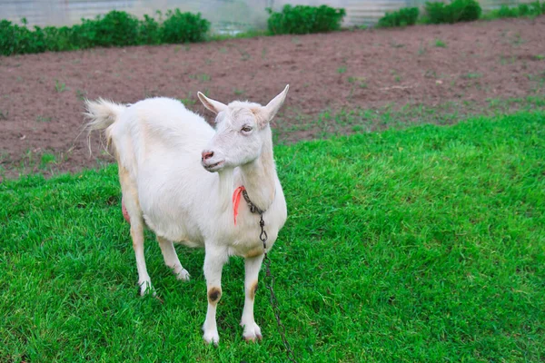 Weiße Ziege Auf Grünem Gras Dorf Frühling — Stockfoto