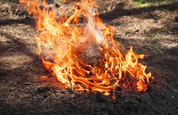 Fuego Bosque Hecho Por Alguien Llama Para Picnic Primavera —  Fotos de Stock