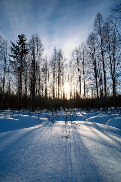 Schöne Winterlandschaft Mit Schnee Kiefern Birken Und Sonne — Stockfoto