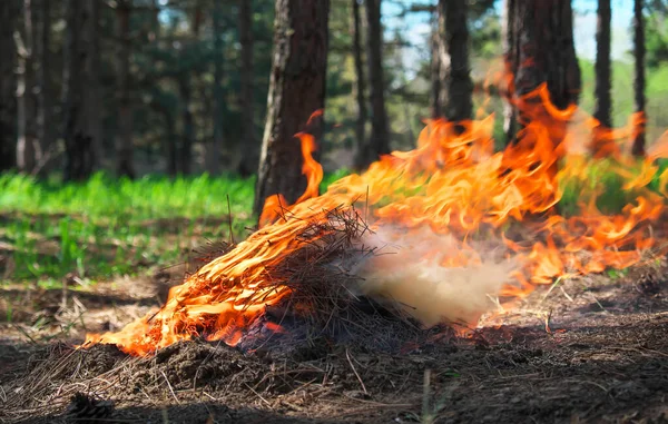 Eld Skog Gjord Någon Flamma För Picknicktid Våren — Stockfoto