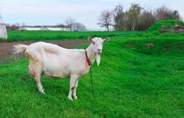 Weiße Ziege Auf Grünem Gras Dorf Frühling — Stockfoto