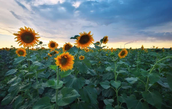 Beaux Tournesols Dans Champ Paysage Été — Photo