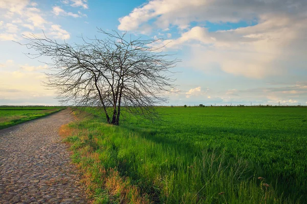 Lonely Tree Field Green Young Wheat Road Beautiful Landscape Composition — Stock Photo, Image