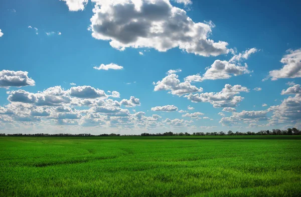 緑の野と白い雲の青空 ロイヤリティフリーのストック画像