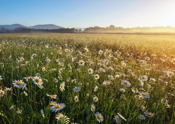 Majestätisk Prästkrans Fält Och Vacker Sommar Solnedgång — Stockfoto