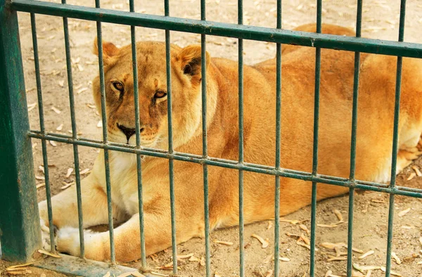 Lejoninnan Ligger Djurparkens Bur — Stockfoto