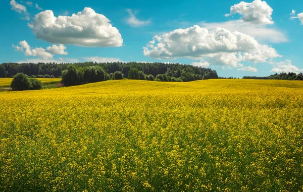 Beautiful Landscape Field Yellow Canola Brassica Napus Blue Cloudy Sky — Stock Photo, Image