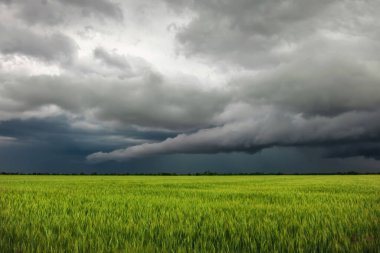 Yeşil Buğday Tarlası ve Bulutlu Gökyüzü. Dramatik manzara. Doğanın Bileşimi