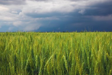 Green Wheat Field and Stormy Cloudy Sky. Composition of Nature