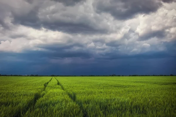 Champ Blé Vert Avec Route Ciel Nuageux Orageux Paysage Dramatique — Photo