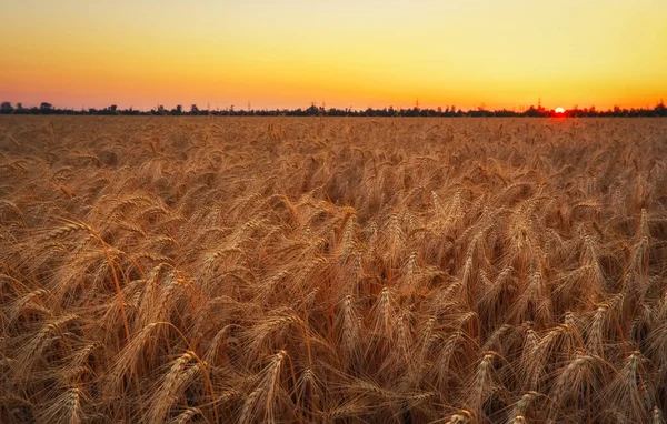 Campo Trigo Orejas Trigo Dorado Cerca Hermoso Paisaje Puesta Del — Foto de Stock