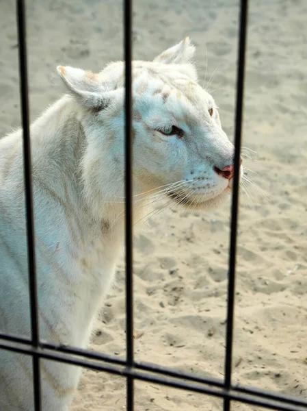 Beautiful White Tiger Close Cage Zoo — Stockfoto