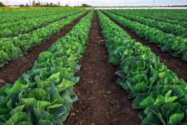 Yeni büyüyen lahana tarlasının manzara manzarası.