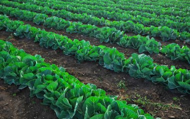 Yeni büyüyen lahana tarlasının manzara manzarası.