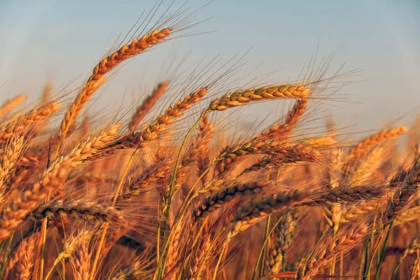 Campo Trigo Orejas Trigo Dorado Cerca Hermoso Paisaje Puesta Del — Foto de Stock