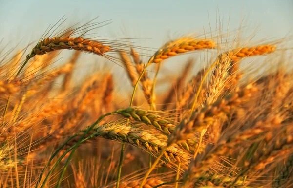 Buğday Tarlası Altın Buğday Kulakları Yakında Güzel Doğa Günbatımı Manzarası — Stok fotoğraf