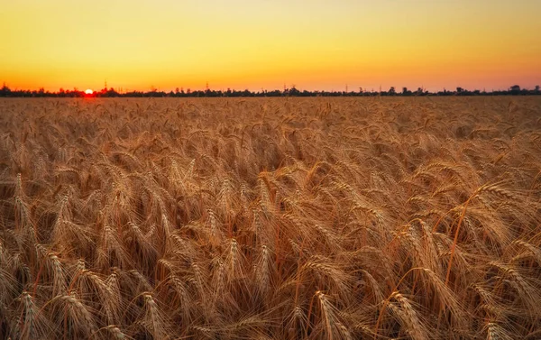 Campo Trigo Orejas Trigo Dorado Cerca Hermoso Paisaje Puesta Del —  Fotos de Stock