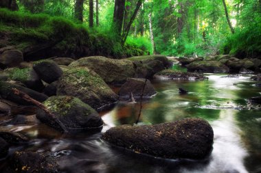 Orman ırmağı deresi suyu akar. Güzel manzara
