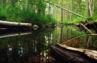 Orman ırmağı deresi suyu akar. Güzel manzara
