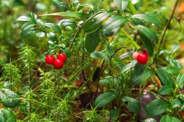 Ormandaki yabani inek üzümü çalısı. Karelia, Rusya