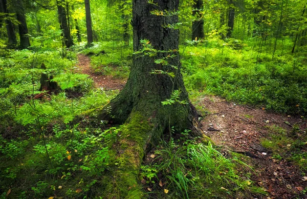 Favolosa Foresta Della Carelia Sentiero Passa Attraverso Gli Alberi Enorme — Foto Stock